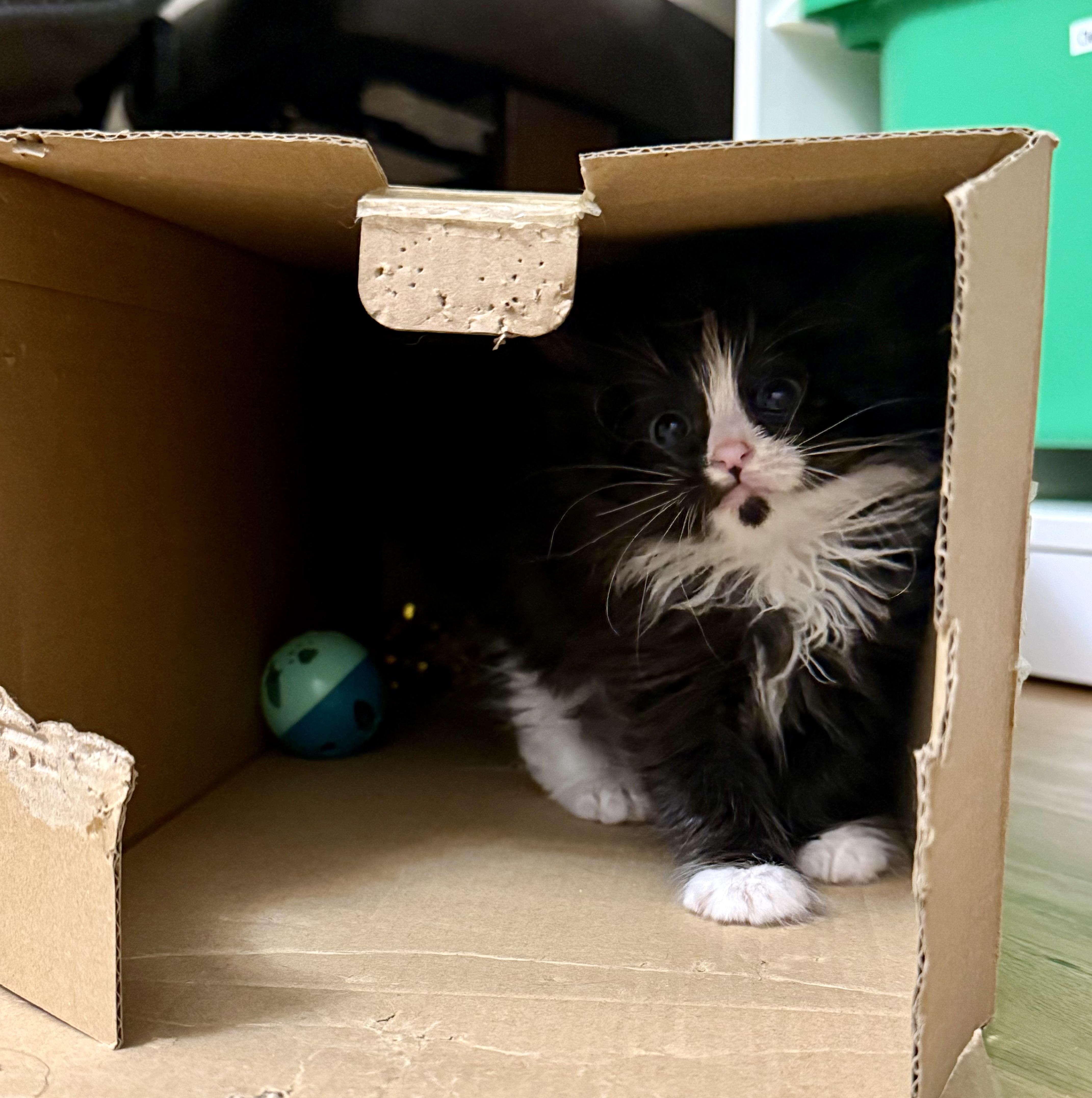 A baby medium-sized male Black Domestic Medium Hair cat named Hiccup for adoption in Fruit Heights, UT