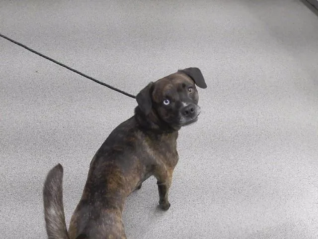 A young medium-sized male Boxer dog named Loki for adoption in Omaha, NE
