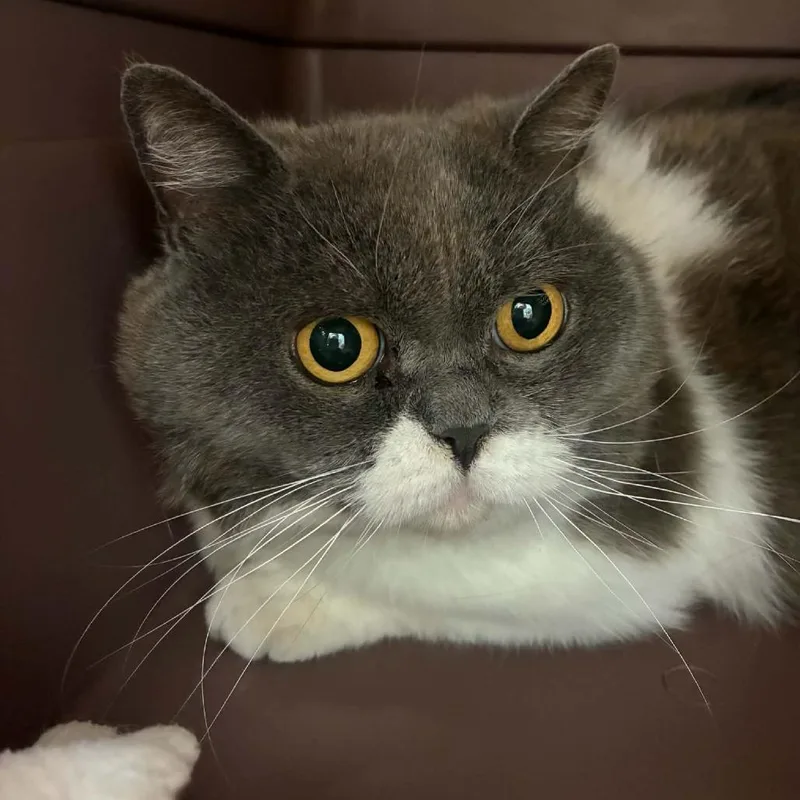 A senior medium-sized male Gray / Blue / Silver British Shorthair cat named Fabio for adoption in St. Helena, CA