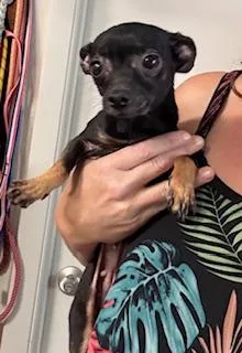 A young small-sized female Black Chihuahua dog named Ladybug for adoption in Tifton, GA