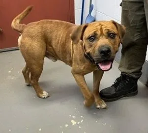 Buster His Personality Is