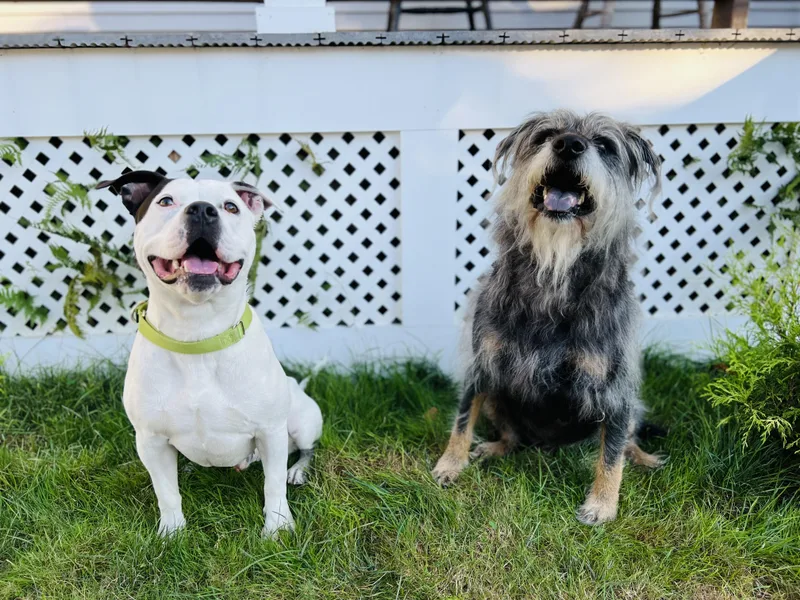 An adult medium-sized male Pit Bull Terrier dog named Strider for adoption in Winthrop, MA