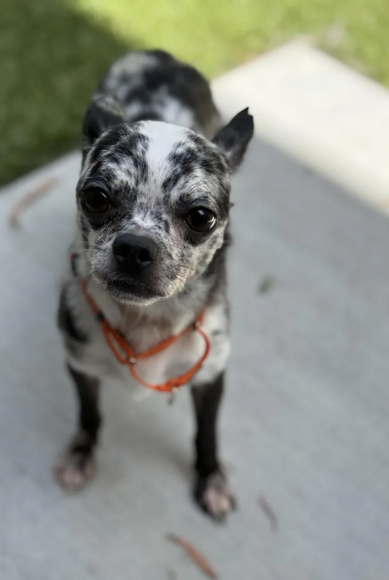 An adult small-sized male Merle (Blue) Chihuahua dog named Oreo Cookieliscious for adoption in Los Alamitos, CA