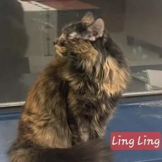 Ling Ling thumbnail 2