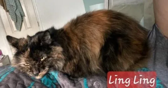 Ling Ling thumbnail 3