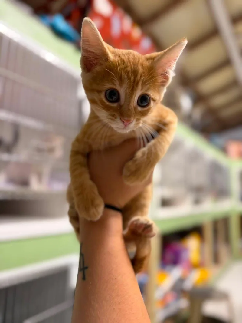 A baby medium-sized male Orange / Red Domestic Short Hair cat named Wrench for adoption in Leitchfield, KY