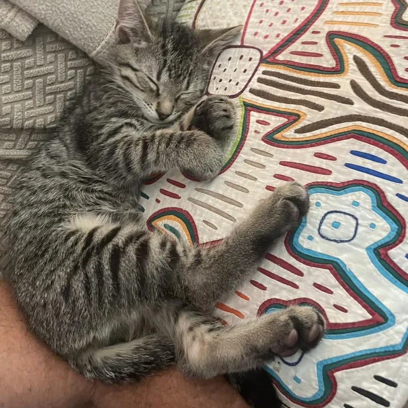 Gus Gus Tl