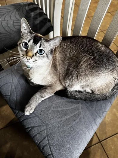 An adult medium-sized male Chocolate Point Siamese cat named Cheeto & Loki for adoption in Liverpool, TX