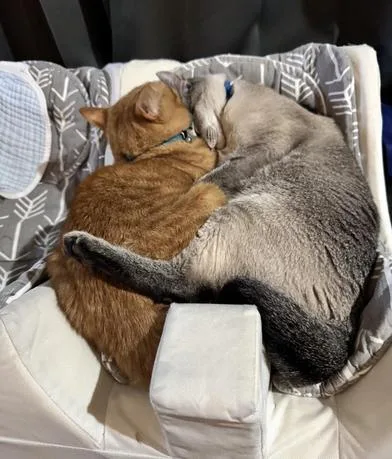 Cheeto & Loki thumbnail 4