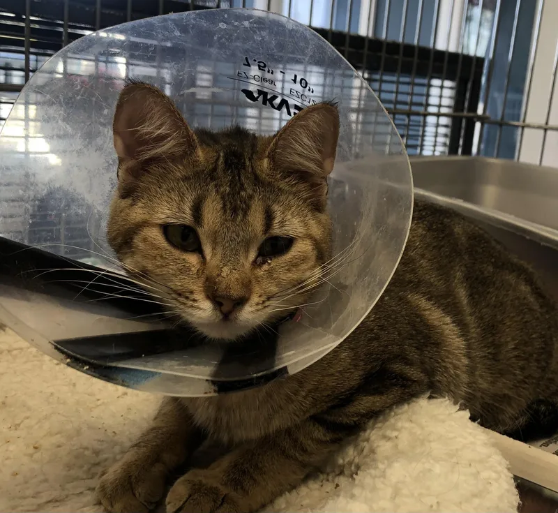 A young medium-sized female Tabby (Brown / Chocolate) Domestic Short Hair cat named Peeps for adoption in Parma, OH