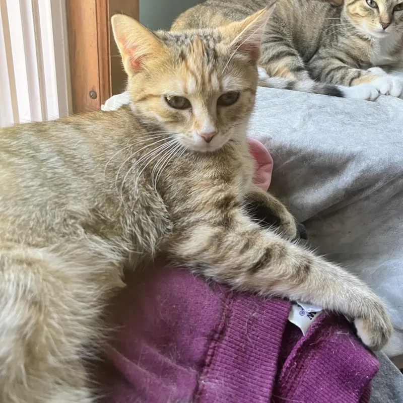 A baby small-sized female Orange / Red Domestic Short Hair cat named Red Panda for adoption in Wakefield, MA