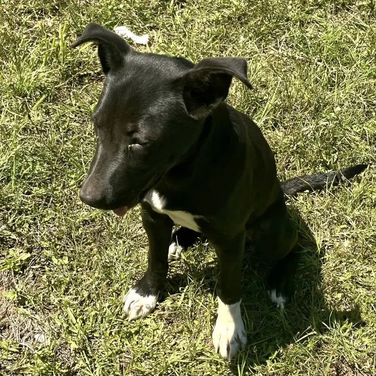 A young medium-sized male Bicolor Border Collie dog named Tux for adoption in Paradise, TX