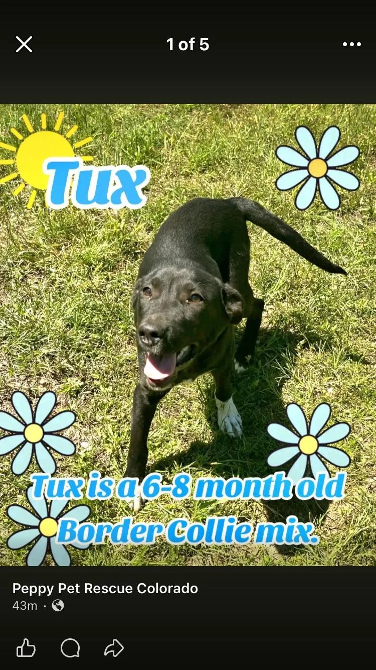 Tux thumbnail 4