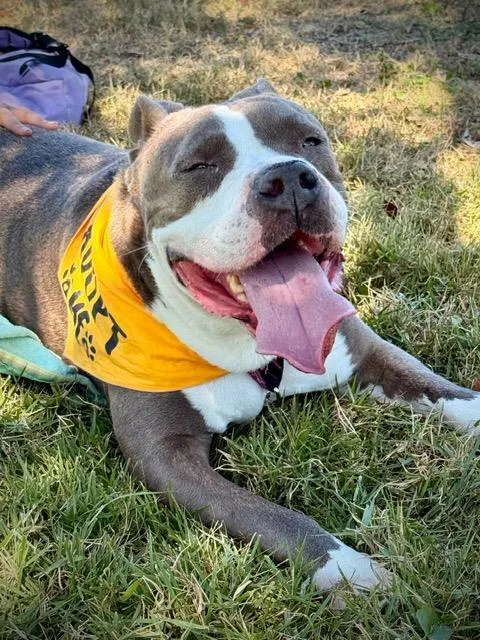 Firuloys thumbnail 3