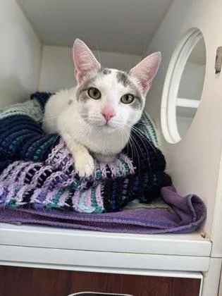 An adult small-sized female Domestic Short Hair cat named Iced Latte for adoption in Reisterstown, MD