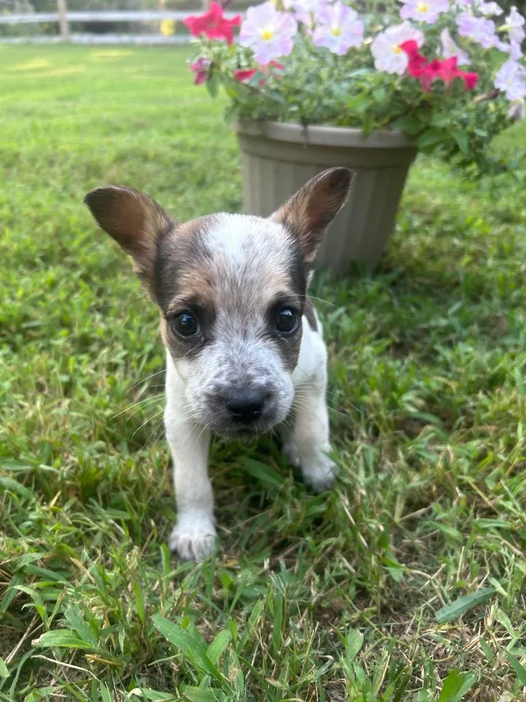 A baby medium-sized male Australian Cattle Dog / Blue Heeler dog named Justin for adoption in Little Rock, AR