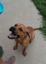 A young medium-sized male Red / Chestnut / Orange Pit Bull Terrier dog named Rhody for adoption in Moline, IL