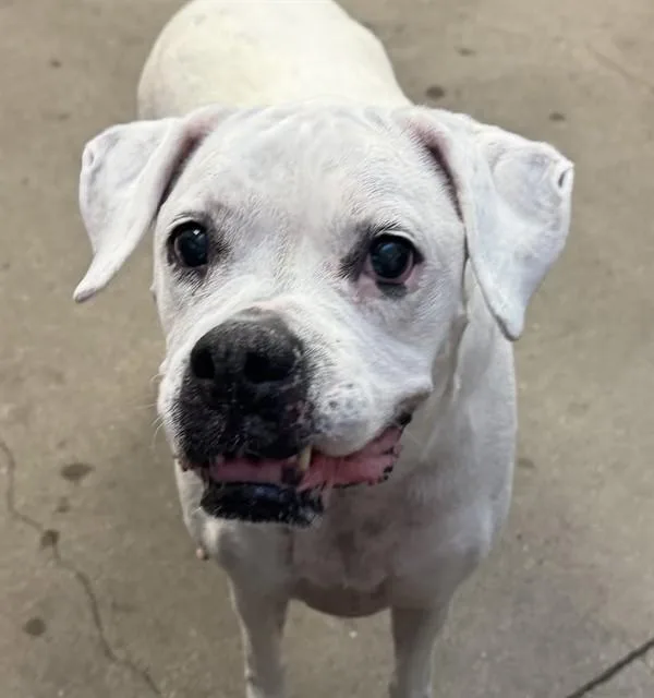 An adult large-sized female Boxer dog named Tiki for adoption in Tucson, AZ