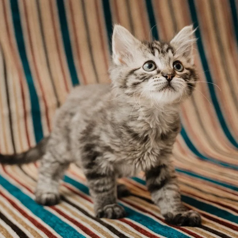 A baby small-sized female Black Domestic Medium Hair cat named Greta Kreft Gutierrez for adoption in Morrison, CO