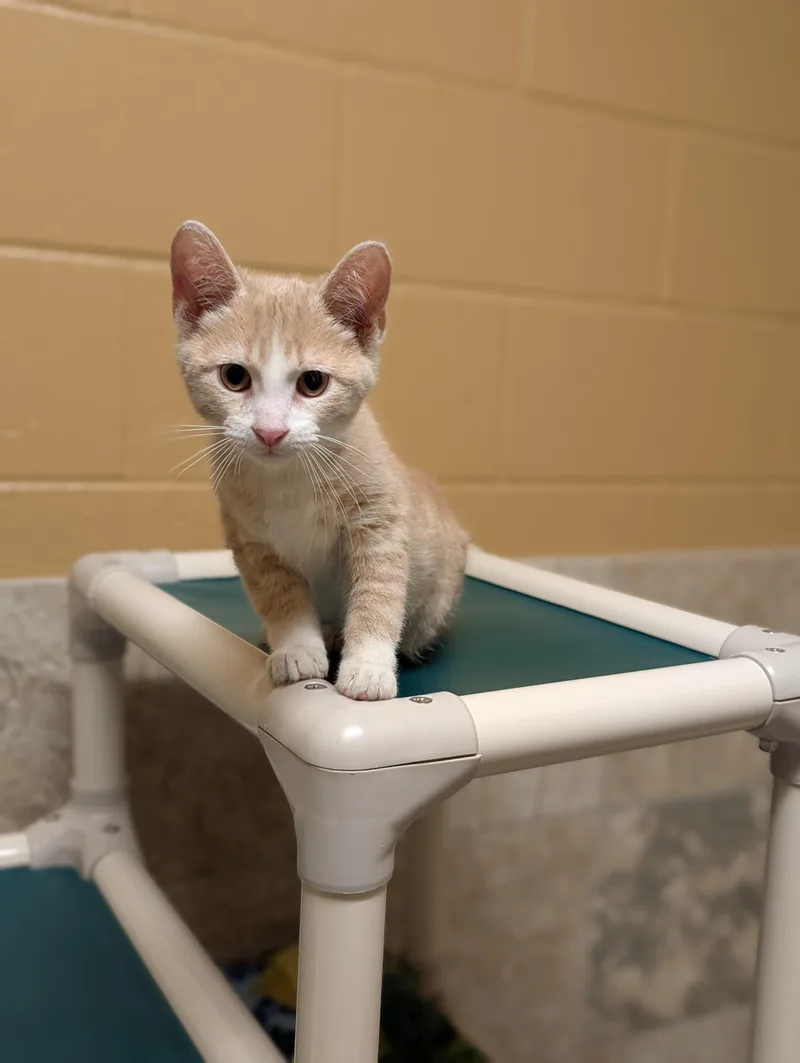 A baby medium-sized male White Domestic Short Hair cat named Link for adoption in Jefferson, WI