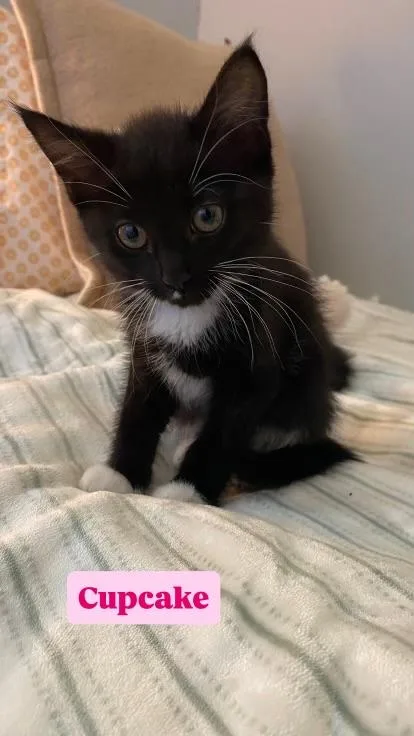 A baby medium-sized female Domestic Long Hair cat named Cupcake for adoption in Crown Point, IN