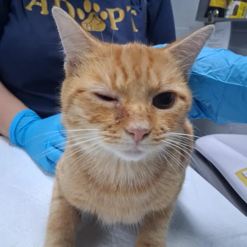 An adult medium-sized male Domestic Short Hair cat named Nolan for adoption in Summerville, SC