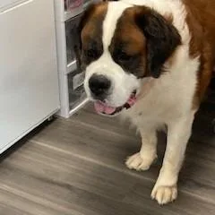 An adult extra large-sized male Brown / Chocolate Saint Bernard dog named YORKStray for adoption in York, PA