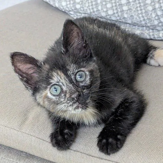 A baby small-sized female Tortoiseshell Domestic Short Hair cat named Muriel for adoption in Naples, FL