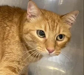 A young medium-sized female Domestic Short Hair cat named Little Bit for adoption in Brenham, TX