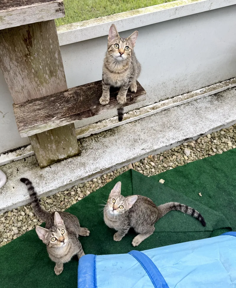 A baby small-sized male Tabby (Brown / Chocolate) Tabby cat named Three Musketeers Dreamy for adoption in Homestead, FL