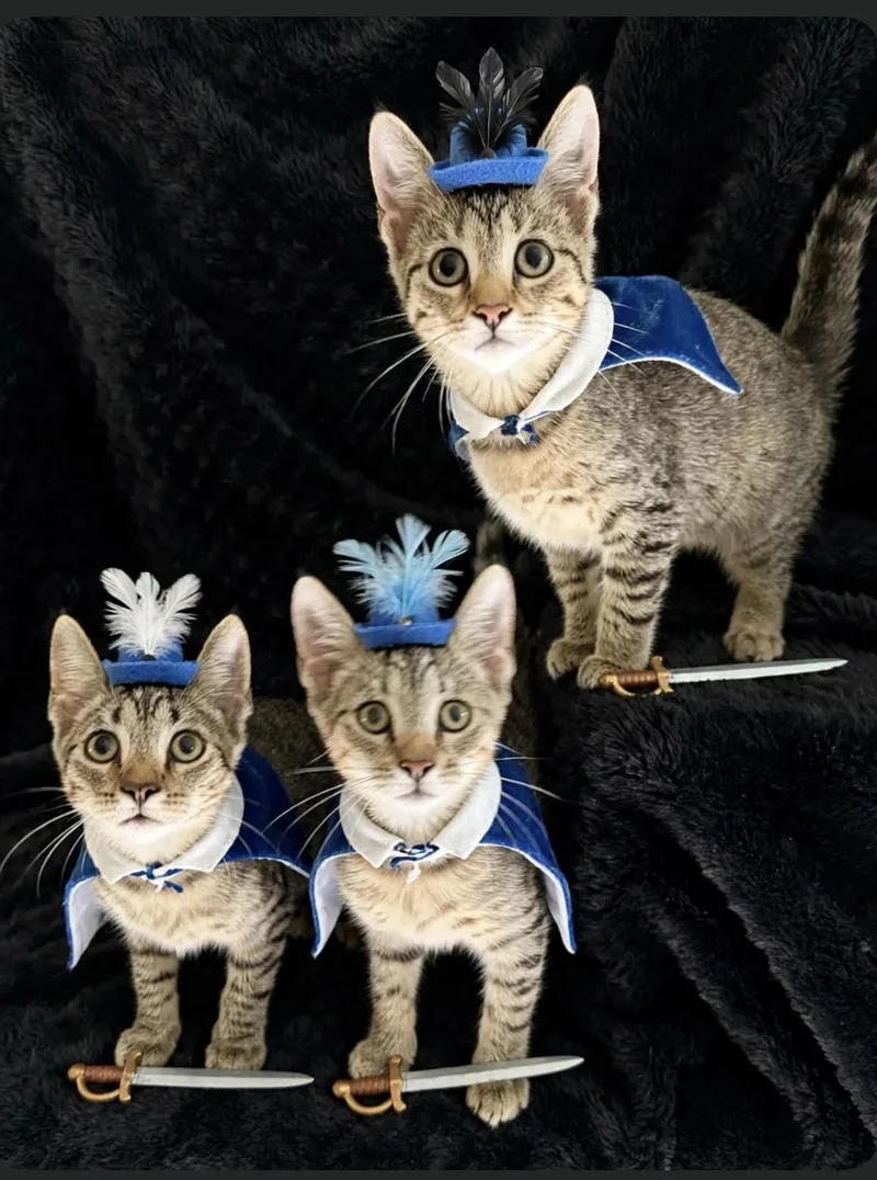 Three Musketeers Dreamy  thumbnail 4