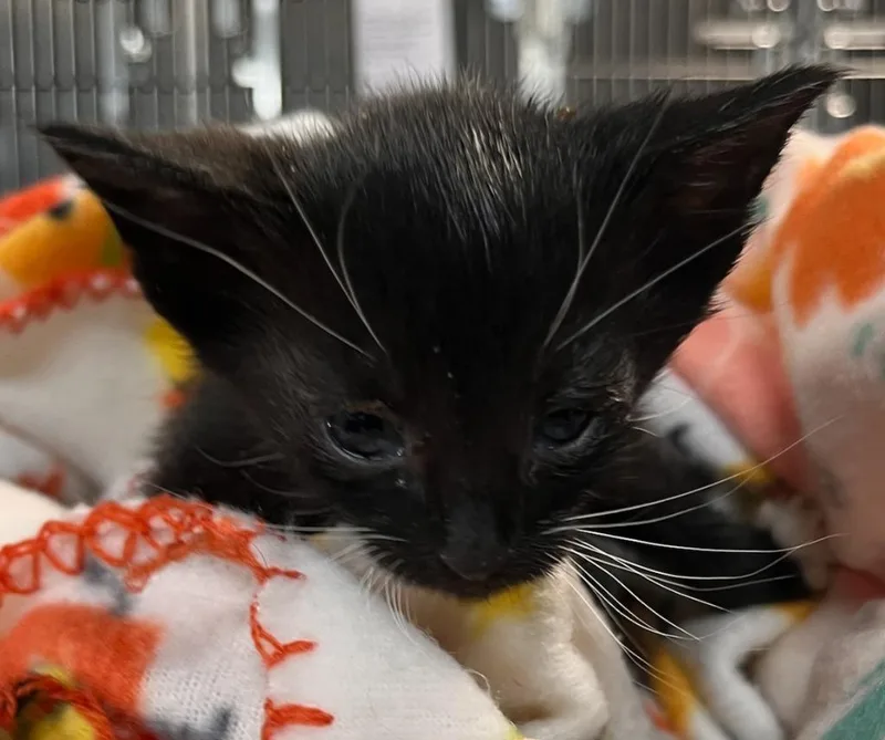 Bb Billy thumbnail 2