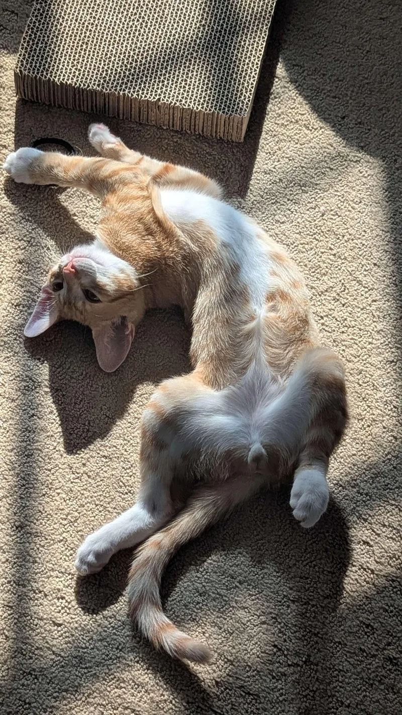 A baby medium-sized male Tabby (Orange / Red) Domestic Short Hair cat named Apollo & Rocky for adoption in Weehawken, NJ