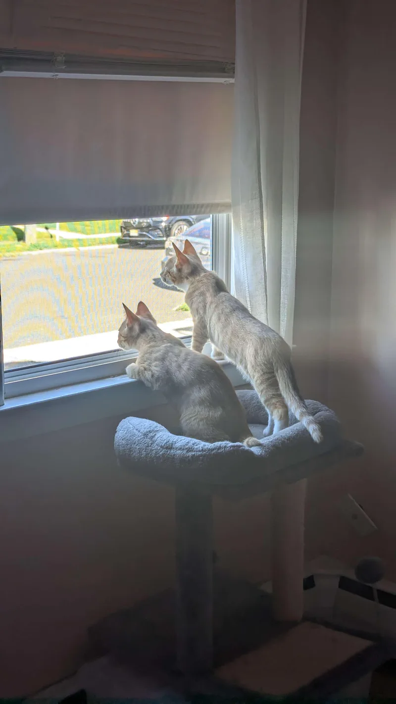 Apollo & Rocky thumbnail 4