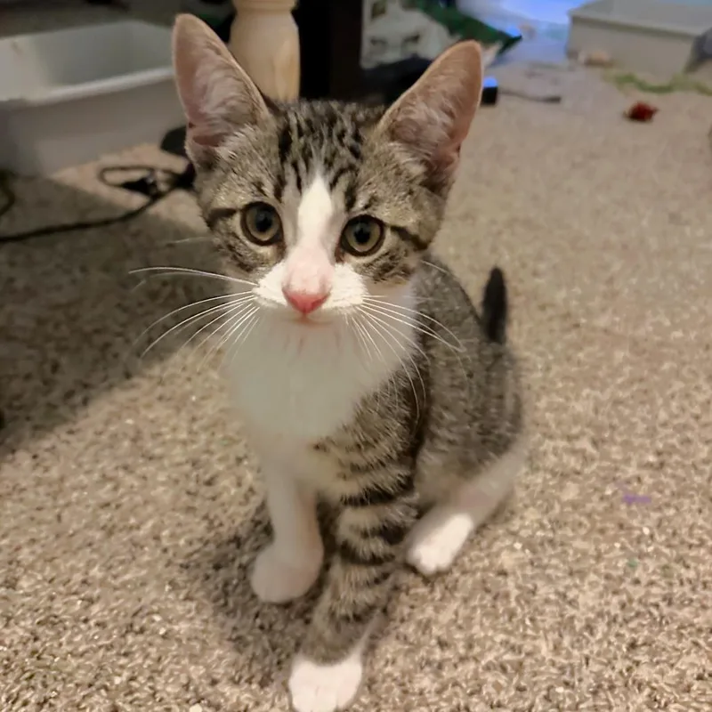 Benson