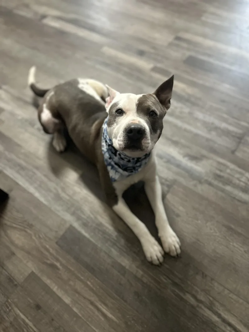 Roscoe Waffles thumbnail 2