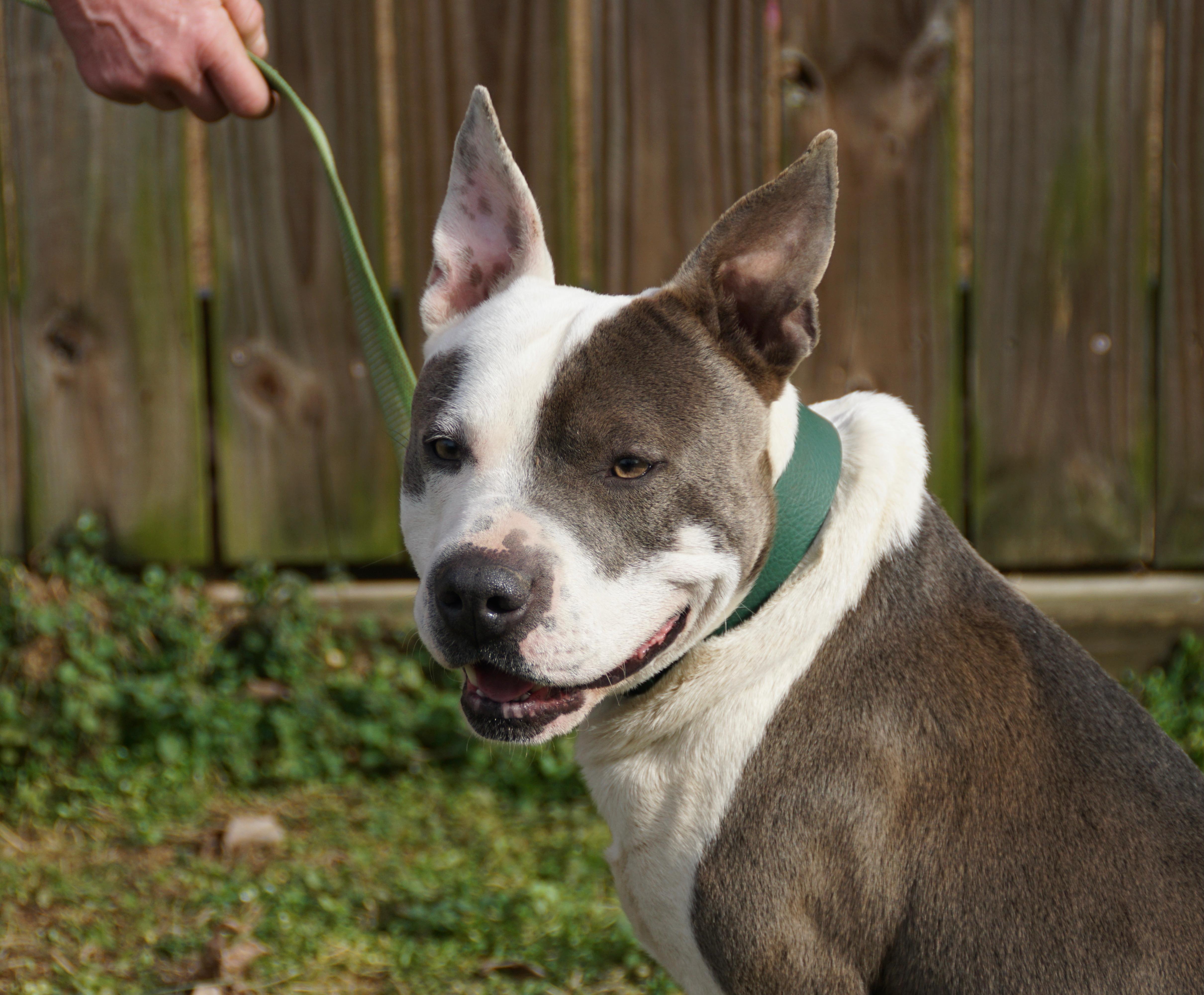 Roscoe Waffles thumbnail 4