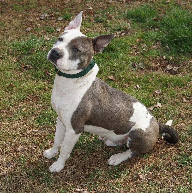 Roscoe Waffles thumbnail 5