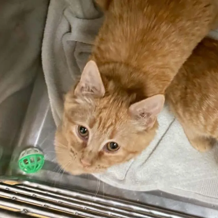 A baby small-sized female Domestic Long Hair cat named Crookshank for adoption in Canton, NC