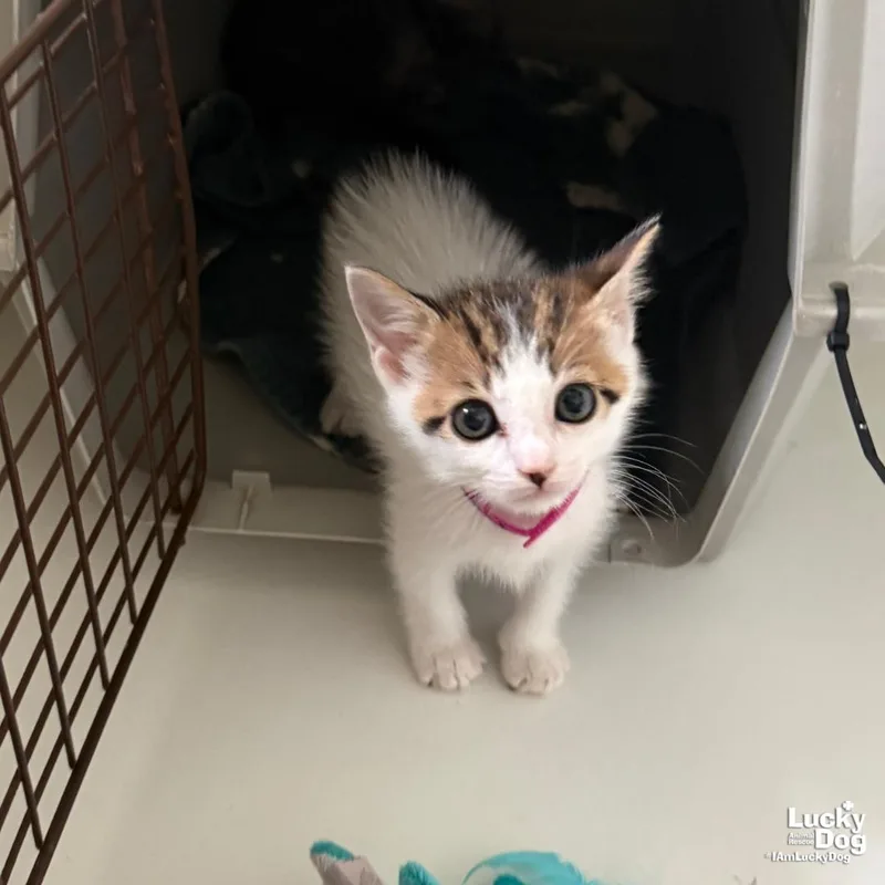 A baby medium-sized male Domestic Short Hair cat named Tigger for adoption in Washington, DC