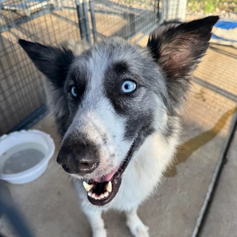 An adult medium-sized female Husky dog named Jadis for adoption in Lake Jackson, TX