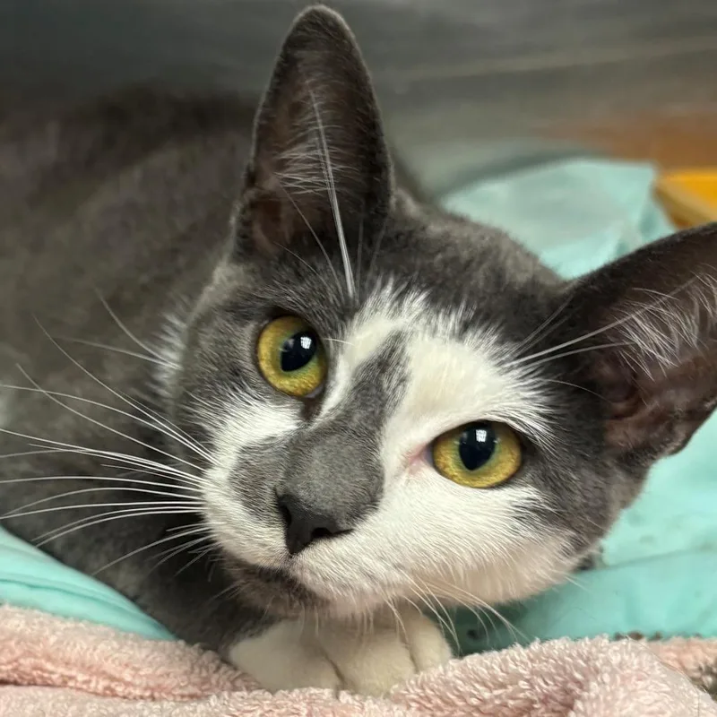 A young medium-sized female Gray / Blue / Silver Domestic Short Hair cat named Marni for adoption in East Hanover, NJ