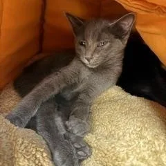 A baby medium-sized female Gray / Blue / Silver Domestic Short Hair cat named Drucilla for adoption in Louisville, KY