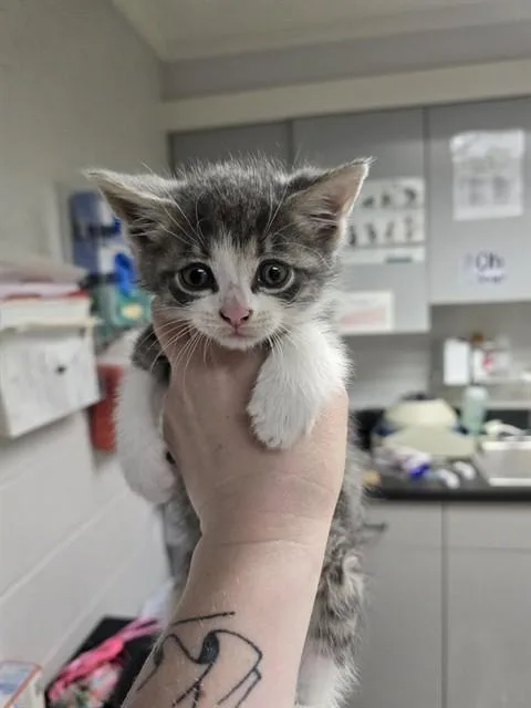 A baby small-sized male Domestic Short Hair cat named Wings for adoption in Easton, MD