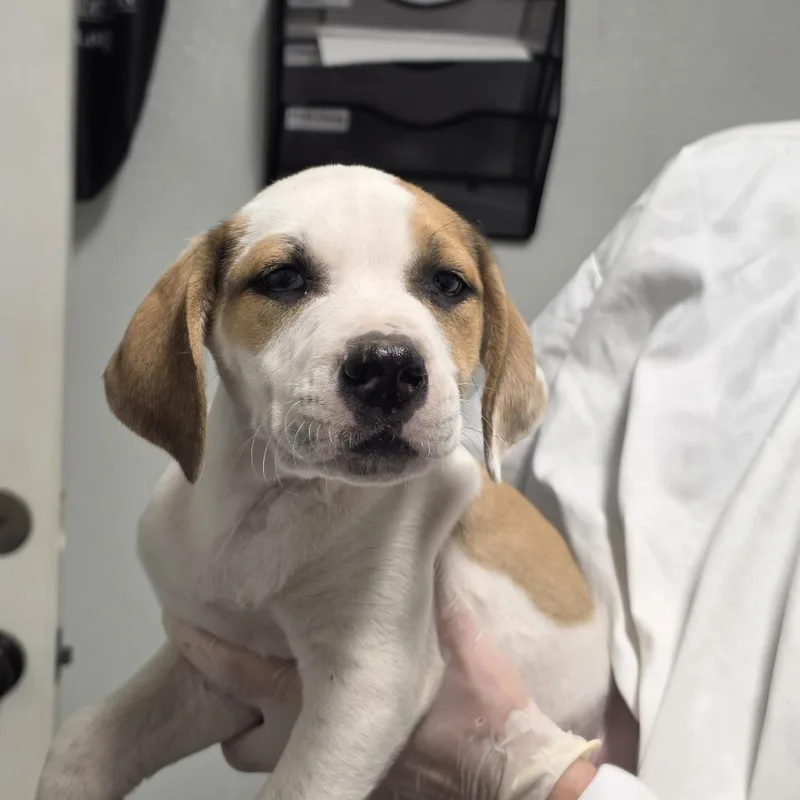 A baby small-sized male White / Cream Mixed Breed dog named Cheese Sticks for adoption in Troy, IL