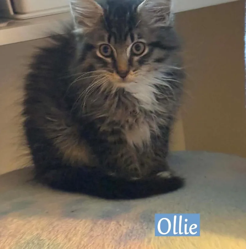 Ollie