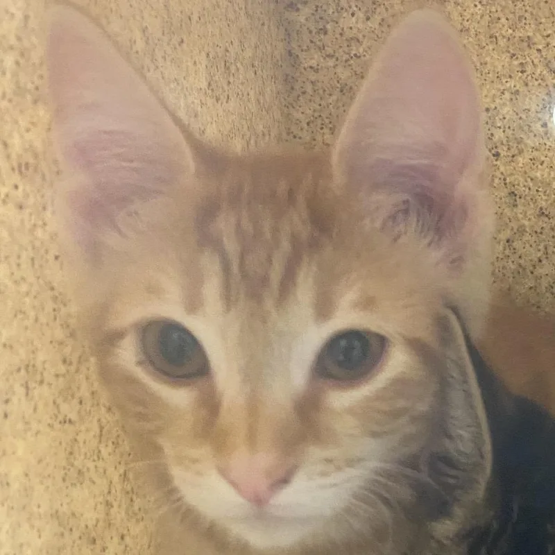 A baby small-sized male Orange / Red Domestic Short Hair cat named Aang for adoption in Reno, NV