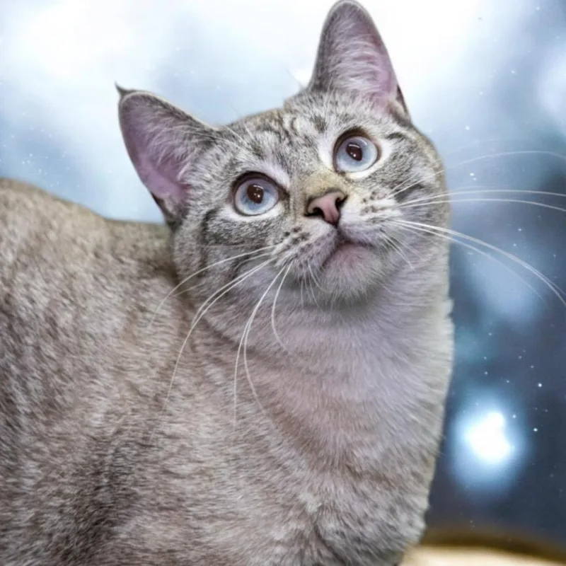 An adult medium-sized female Siamese cat named Shake for adoption in Hemet, CA