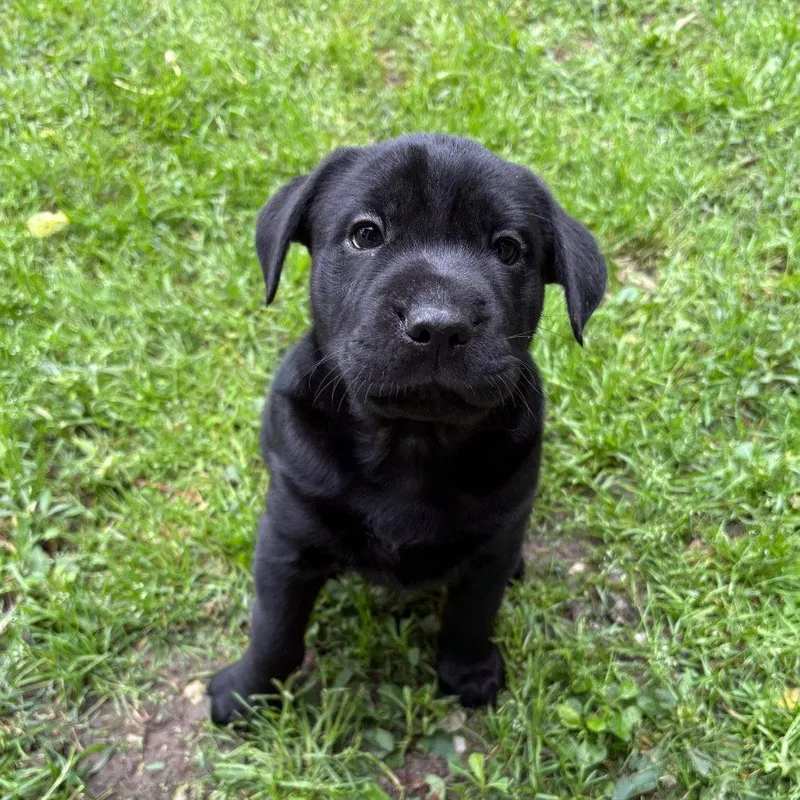 A baby small-sized female Terrier dog named Stuffed Shells for adoption in Dallas, TX