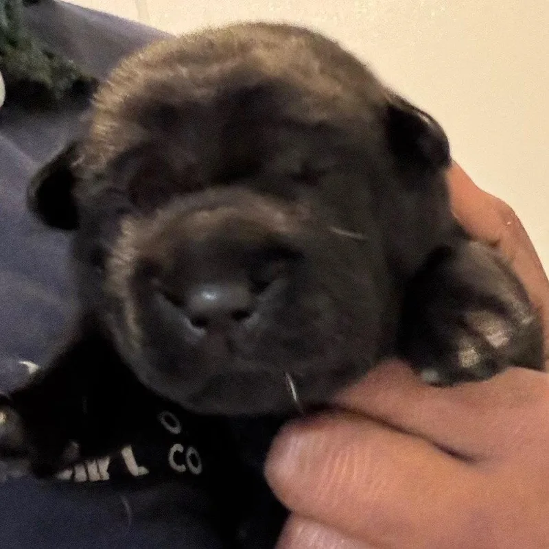 Stuffed Shells thumbnail 2